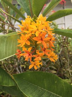 epidendrums Pyramidal orchids plants flowers orange red