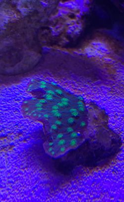 Coral frag