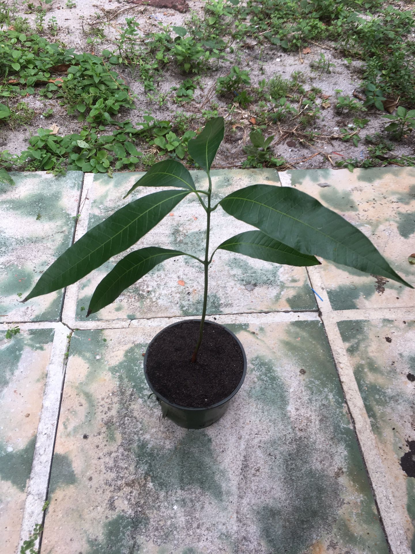 Organic Mango Tree Plant