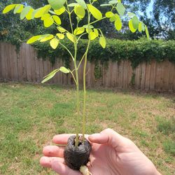 Moringa Plants 3 Live Moringa Trees With Moringa Seeds 