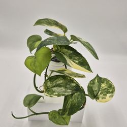 Scindapsus Jade Aurea