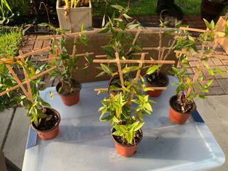 6 Yellow jessamine flowering vines, perennials so come back each year and quick to grow. Blooms large yellow flowers, can be grown in pots or in the g