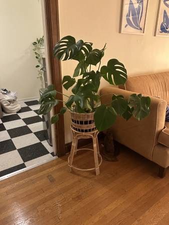 Plants (1-4)