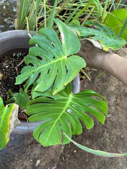 Monstera “Compacta” PLEASE READ DISCRIPTION