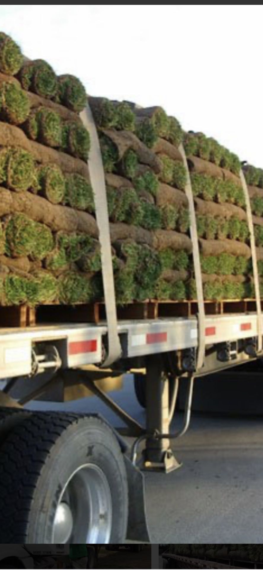 Fresh Sod