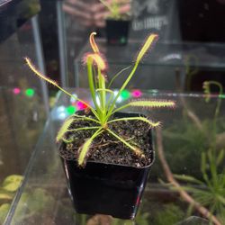 Drosera Capensis