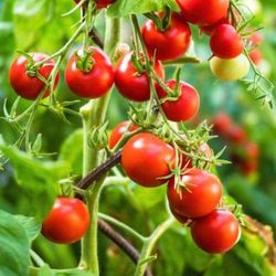 2ft Tomato Plant Ready To Fruit With Some Fruits