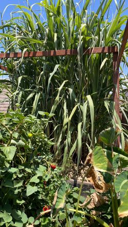 Free sugar cane!!