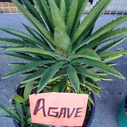 Agave