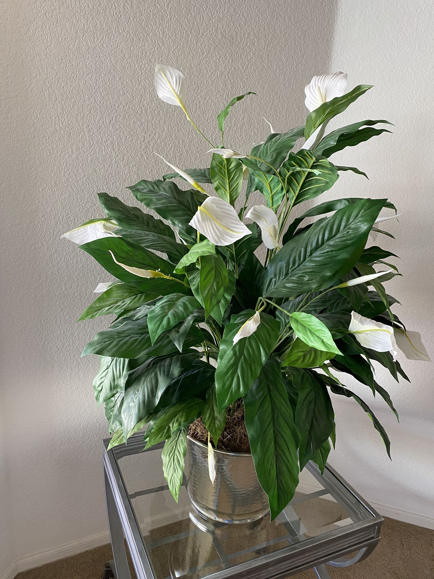 Silk Plant for Sale in Scottsdale, AZ OfferUp