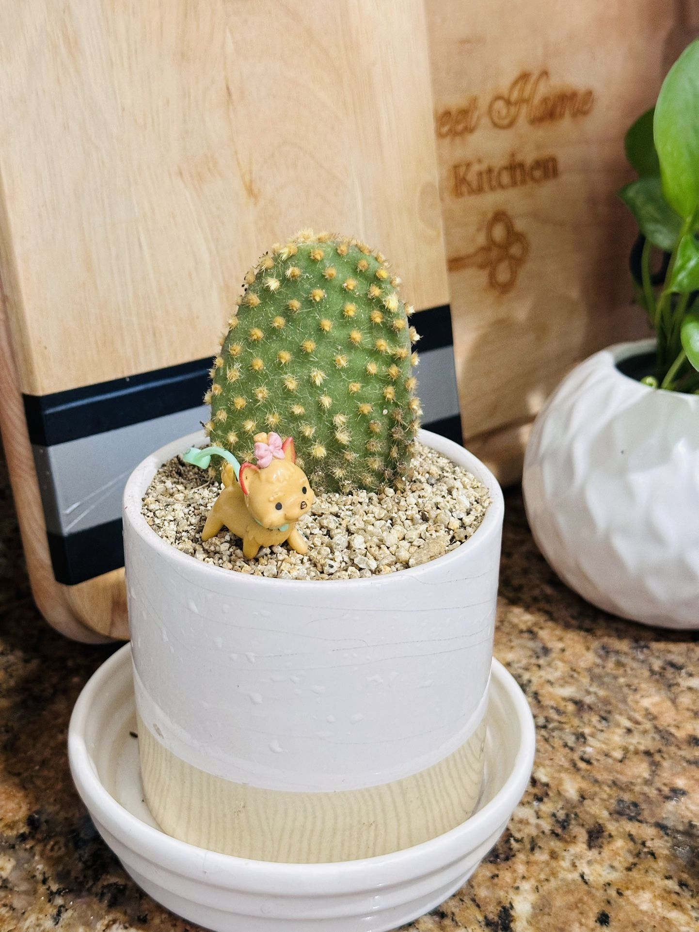 Bunny Cactus With Ceramic Pot 