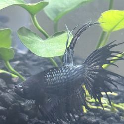 Betta black Orchid Crowntail