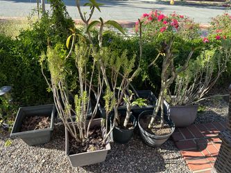 Plumerias and other plants with pots all for $25