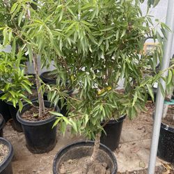 Fruit Trees