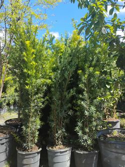 Podocarpus overgrown 15gl 7-8ft🌱$55