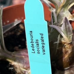 Ledebouria socialis varie gated