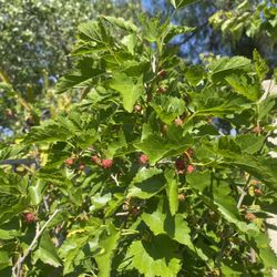 Fruit Tree Mulberry Plant