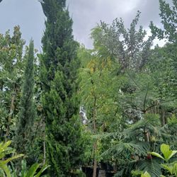 Brodie Juniper 12-14'ft🌲$675