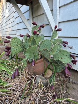 Cactu