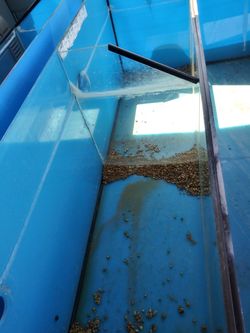 I have three 40 gallon tanks with over flow