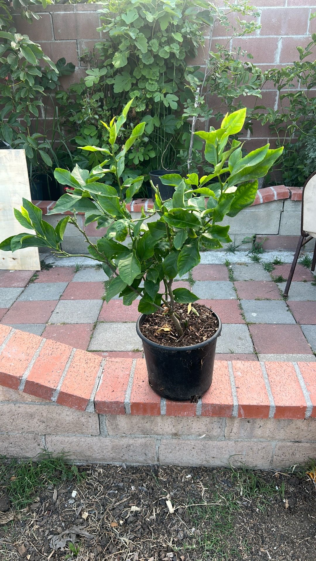 Lemon tree