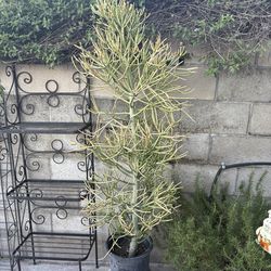 Fire stick succulent plant 6 feet
