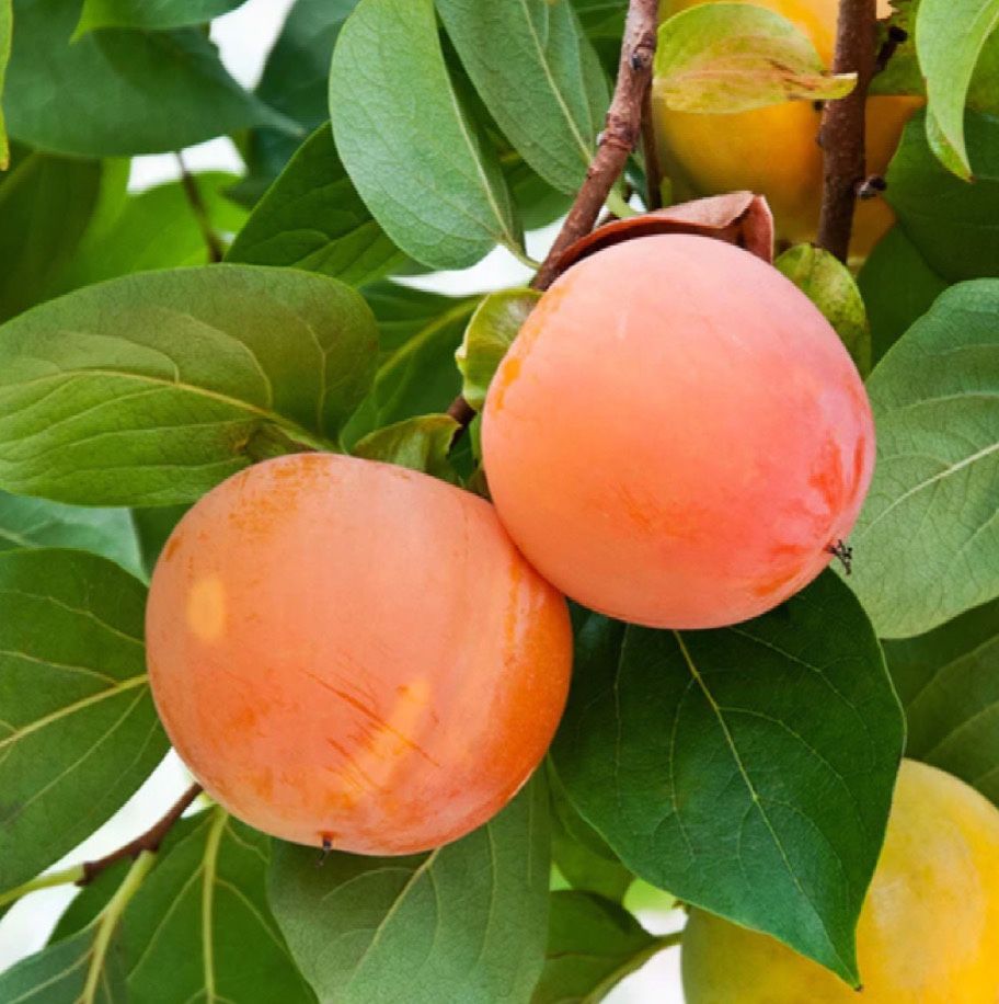 Giant Fuyu Persimmon Tree for Sale in Garden Grove, CA - OfferUp