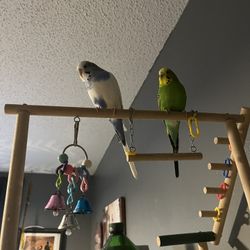 Parakeet Cage, Wood Cover And All Accessories Including Food For Two Months, 2’ X 3’ X 2’ Wired Cage Plus Cover And Trays Everything You Need Absolute