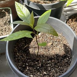 Avacado young tree