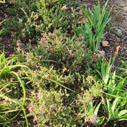 Red Flower Plants Free