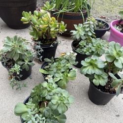 Succulents 