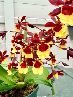 Oncidium orchid for sale
