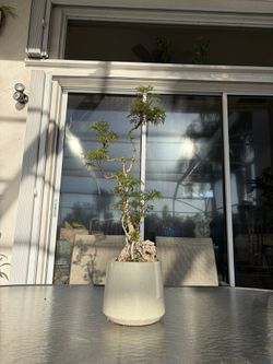 Tropical Plant Bonsai