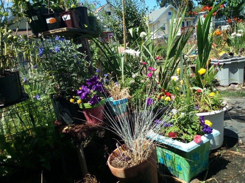 Huge Plant/ Flower Sale