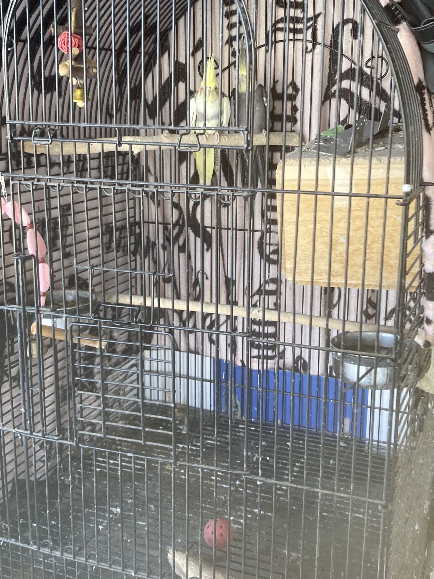 Birds Cage