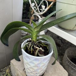 Pink Orchid