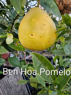 Airing Pomelo 