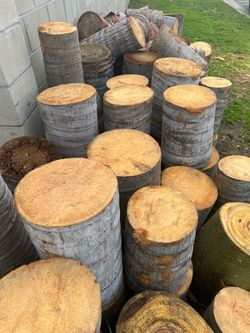 Palm Tree Logs/ Plant Stands