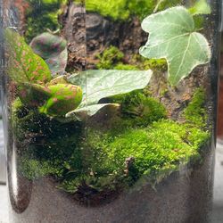 Bioactive Jar Terrarium