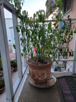 Beautiful Potted Plants