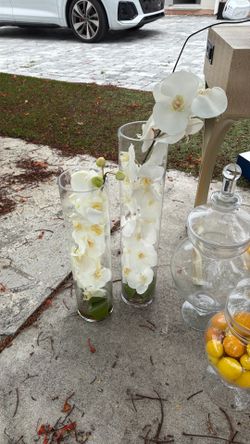 Orchids
