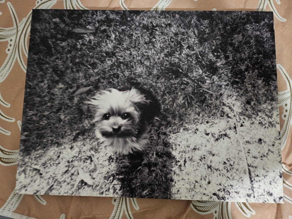 Canvas FREE!