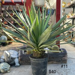 Agave/plant