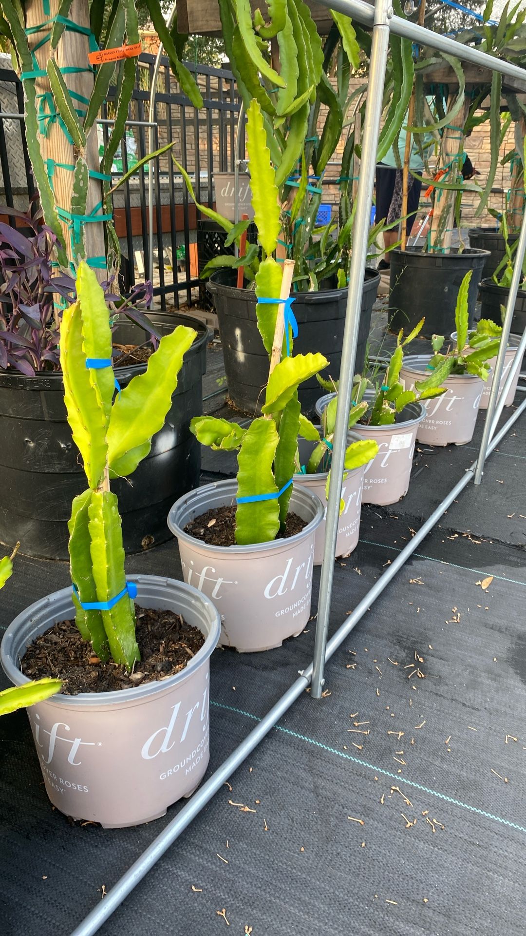 Dragon Fruit Plants