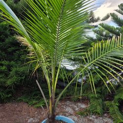 Large Potted Coconut Palms, Several Around 6/7ft Tall $45 Each Or Bulk Deal Available. Local Delivery Boynton Possible For Extra Also Please Inquire 