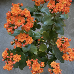 Orange Blooming Double valve Kalanchoe Plant