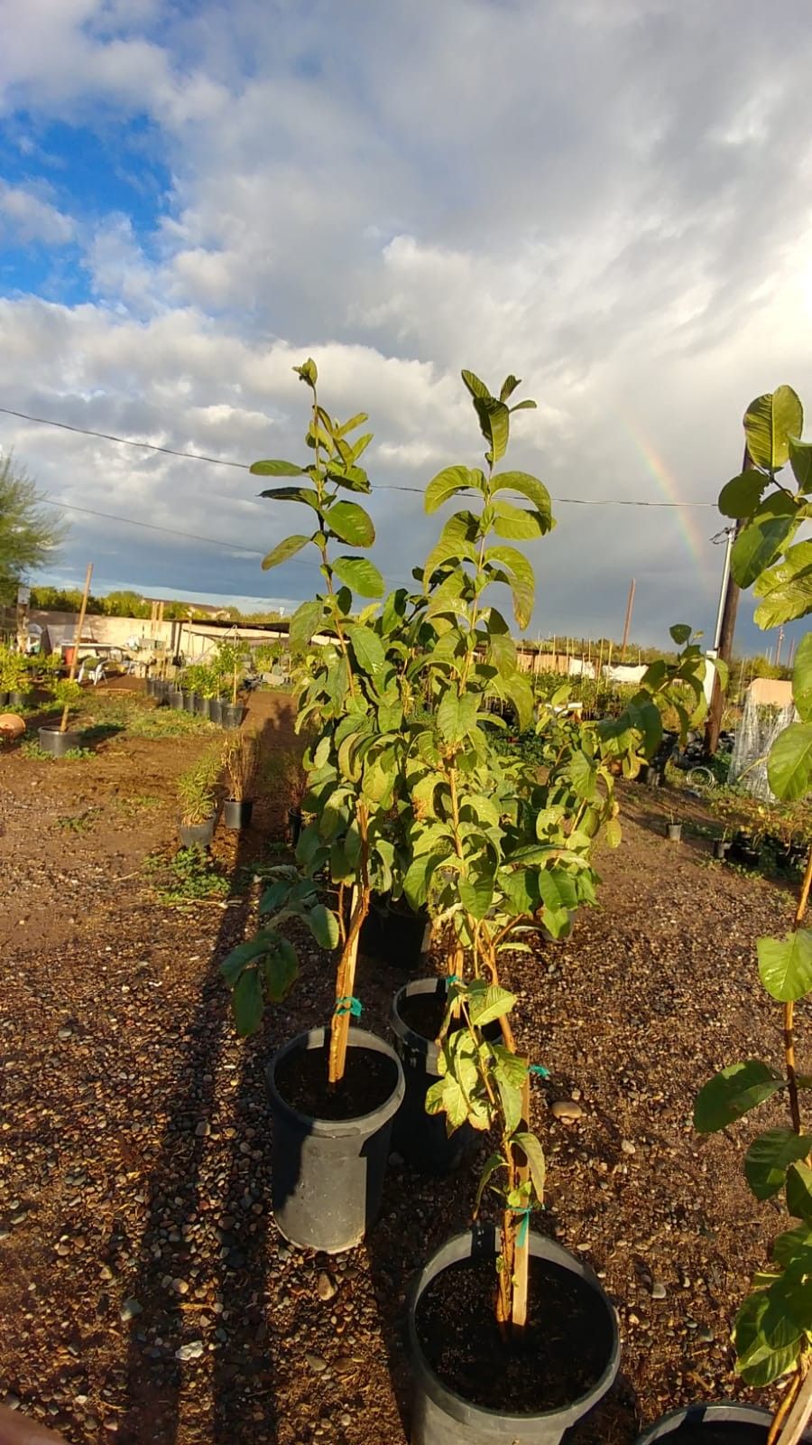 $40 árbol de guayaba 15 galones