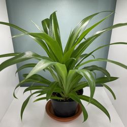 Heirloom green spider plant ( Chlorophytum comosum)