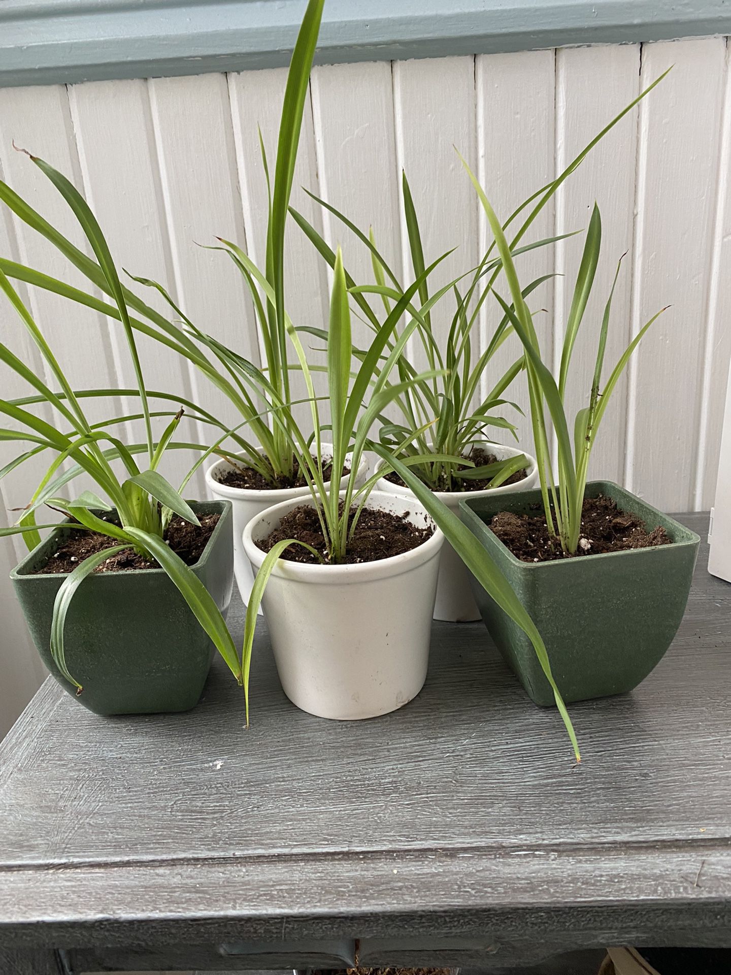 Spider Plants In Small Pots