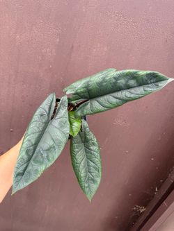 6” alocasia scalprum